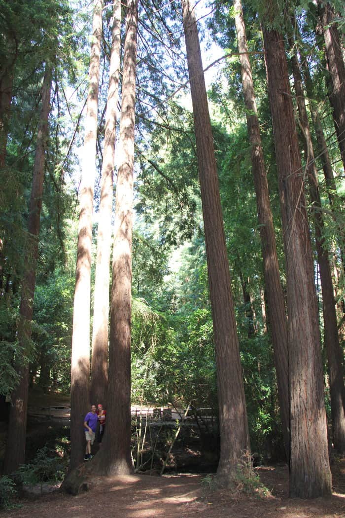 red wood trees