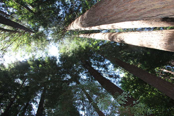 red wood trees