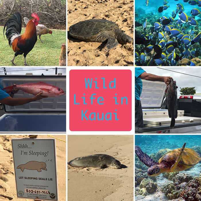 Our vacation in Kauai was the first part of our Hawaiian getaway to celebrate our 50th birthdays. We had an amazing time exploring the island! | suebeehomemaker.com