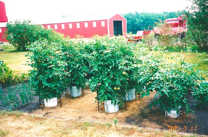 A picture of my parents tomato plants in their garden in Iowa.