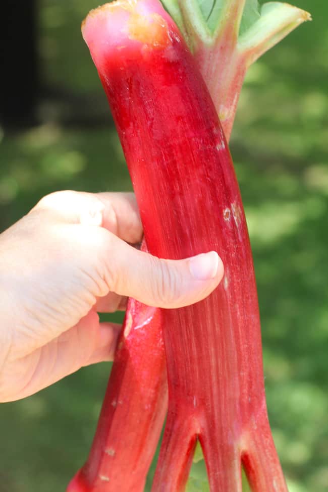 Side shot of my hand holding two rhubarb stalks.