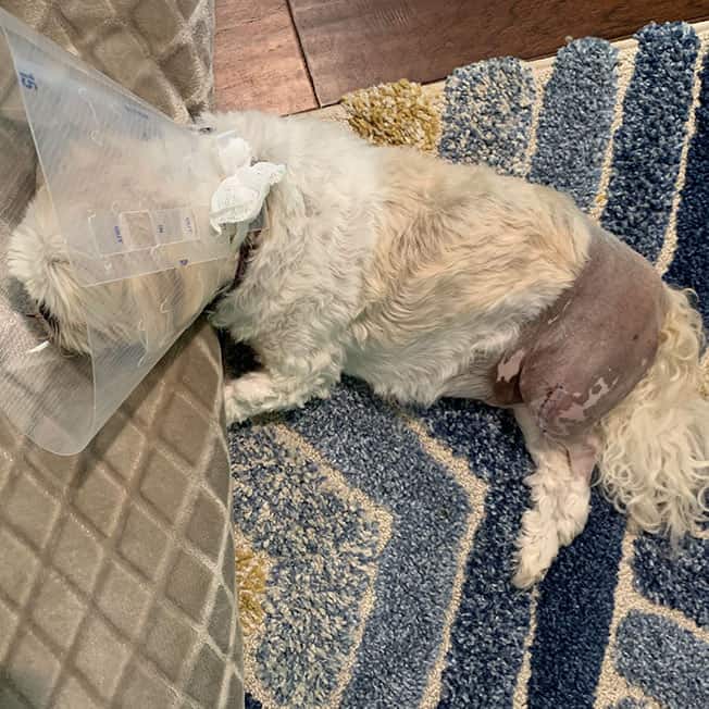 Theo after his ACL surgery.