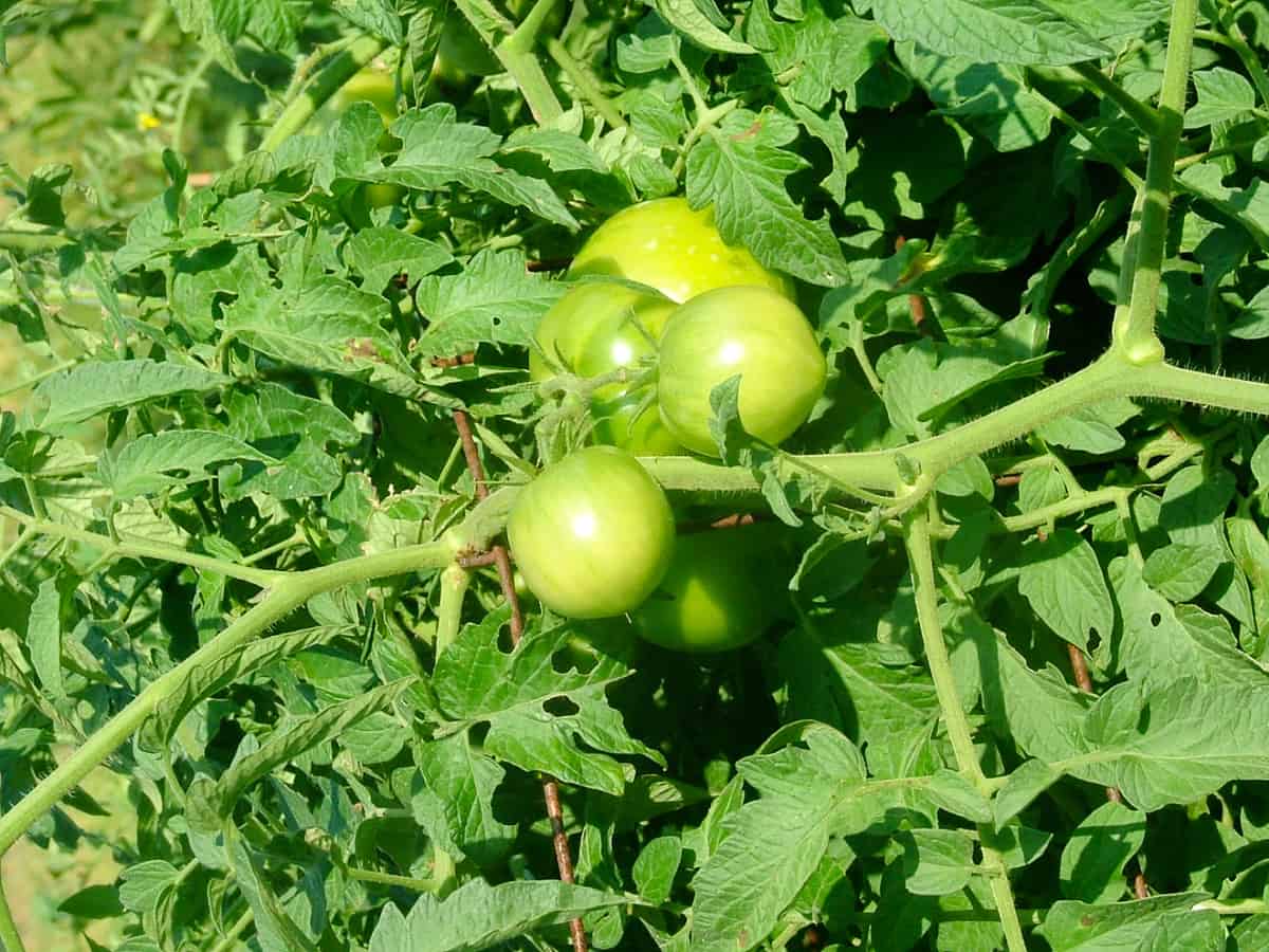Closeup on tomatoes growing on the vines.