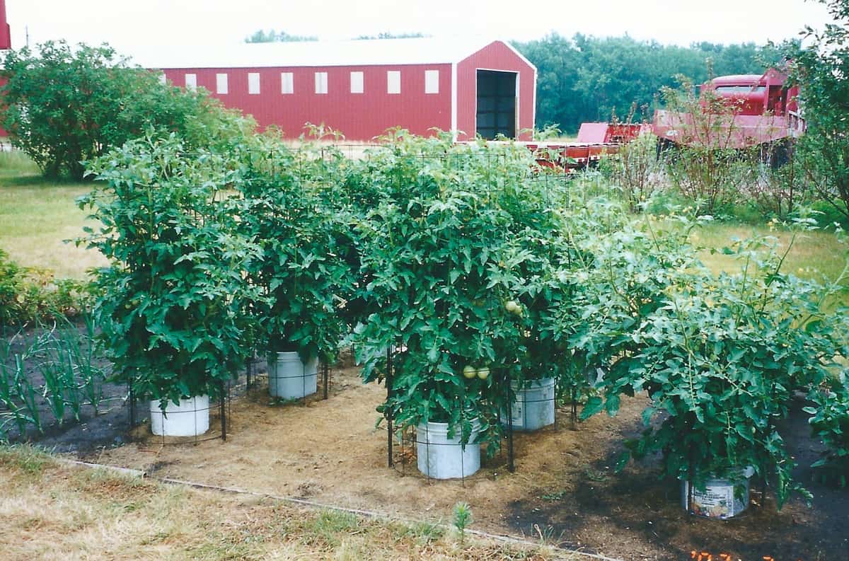 A picture of the garden.