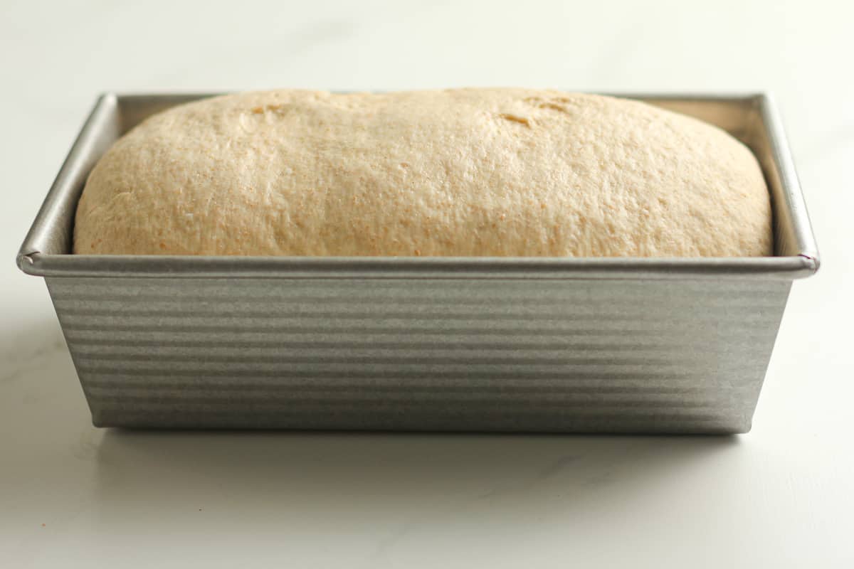 Side shot of the risen dough in loaf pan.