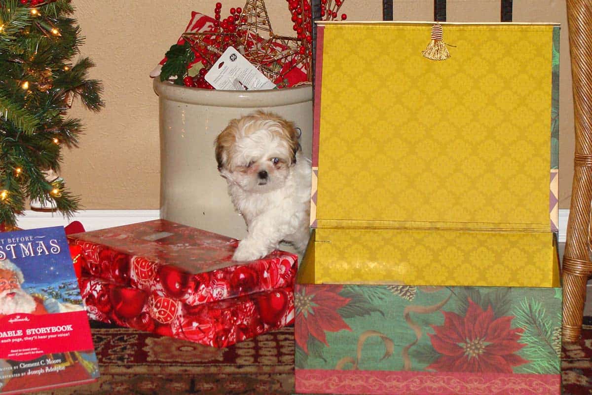 Theo climbing on the presents.