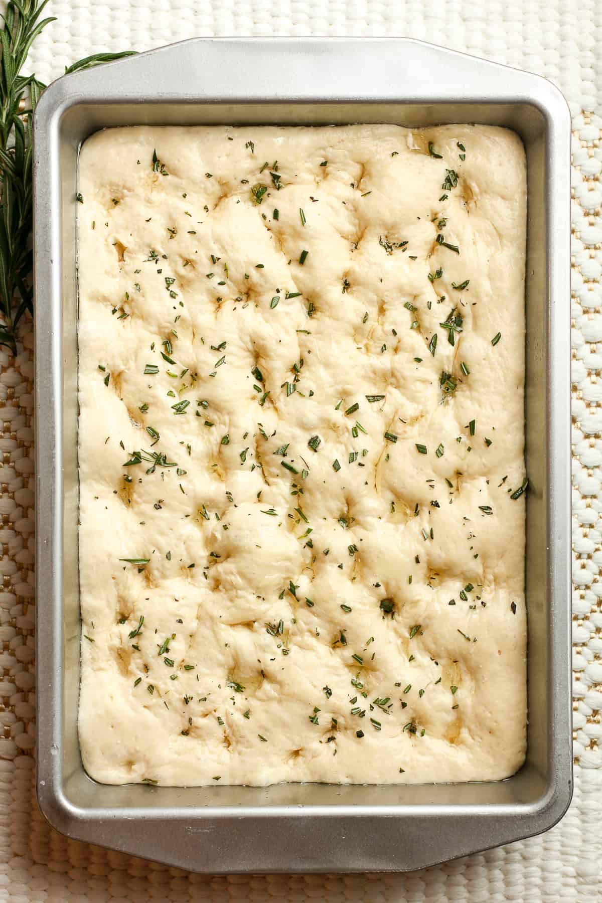 The focaccia dough with rosemary on top, ready to bake.