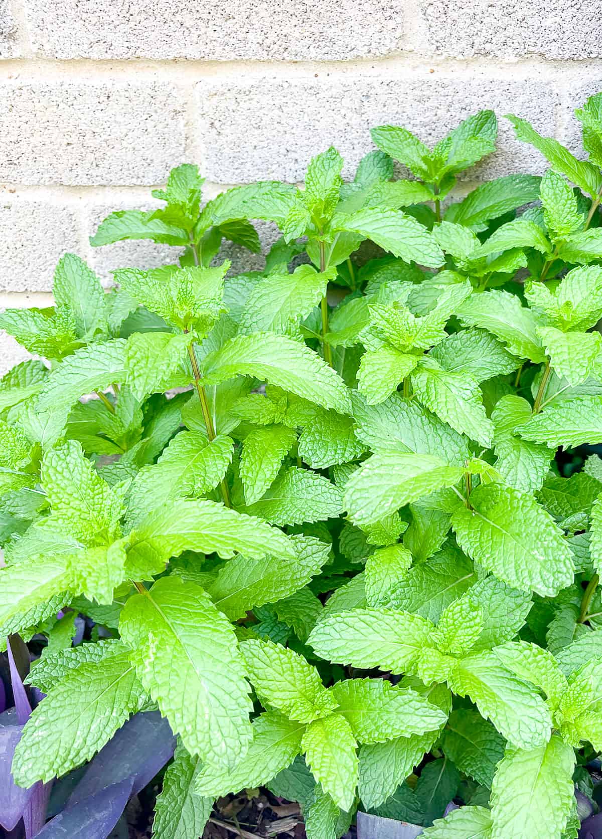 A patch of mint in our garden against our brick house.