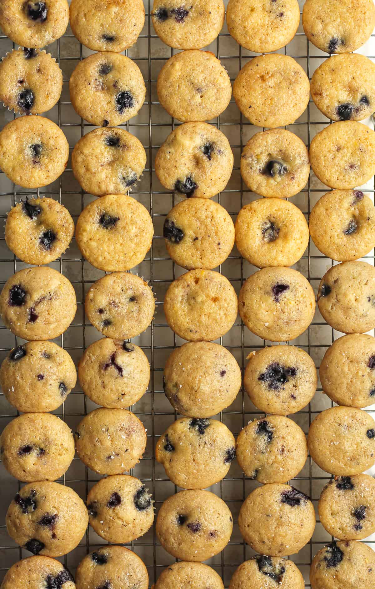 A bunch of mini blueberry lemon muffins.