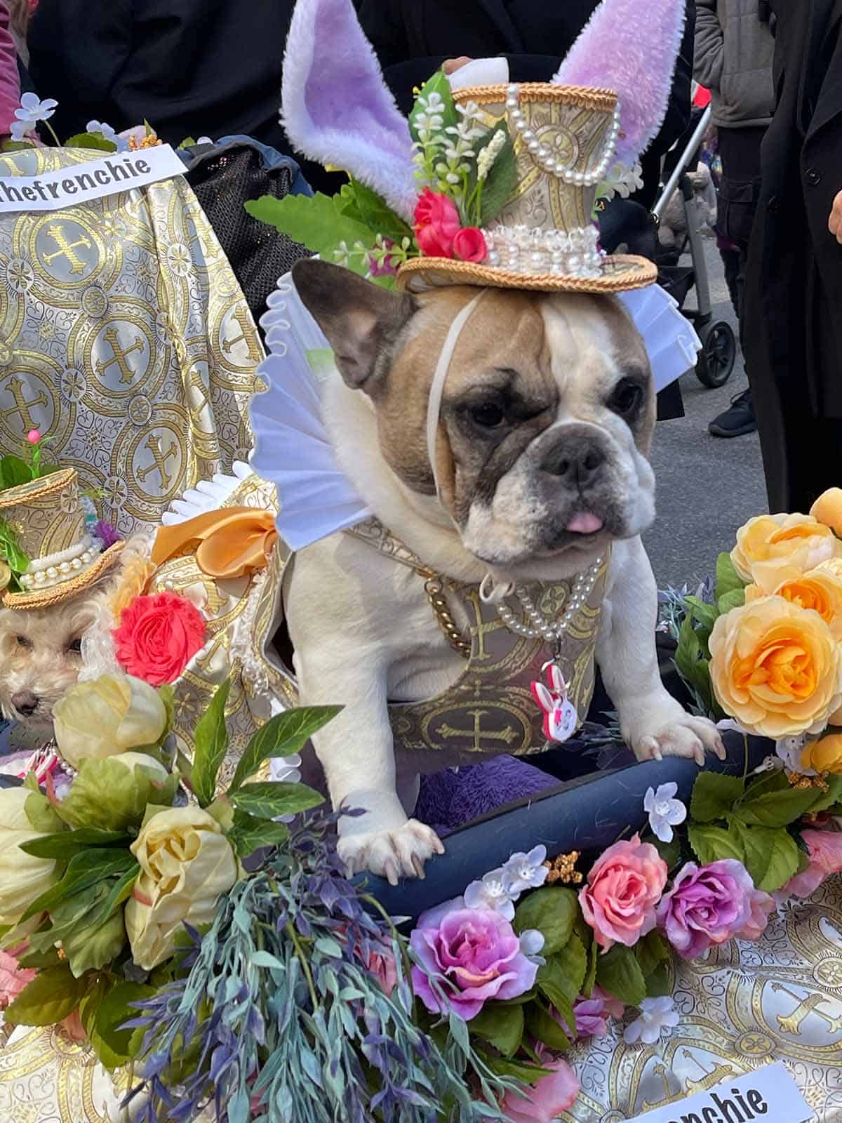 A dog in the Easter parade.