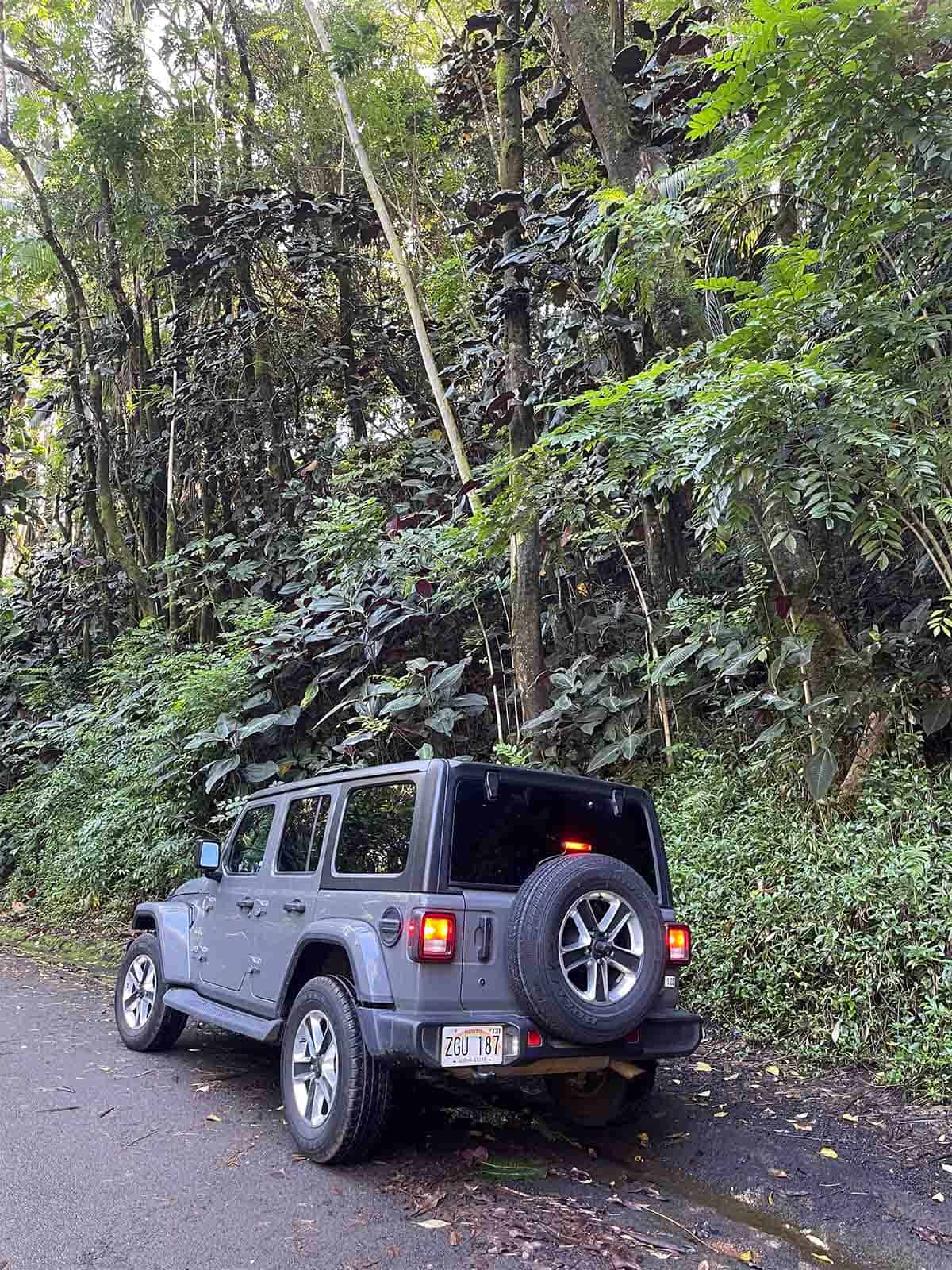 Our jeep in the forest.