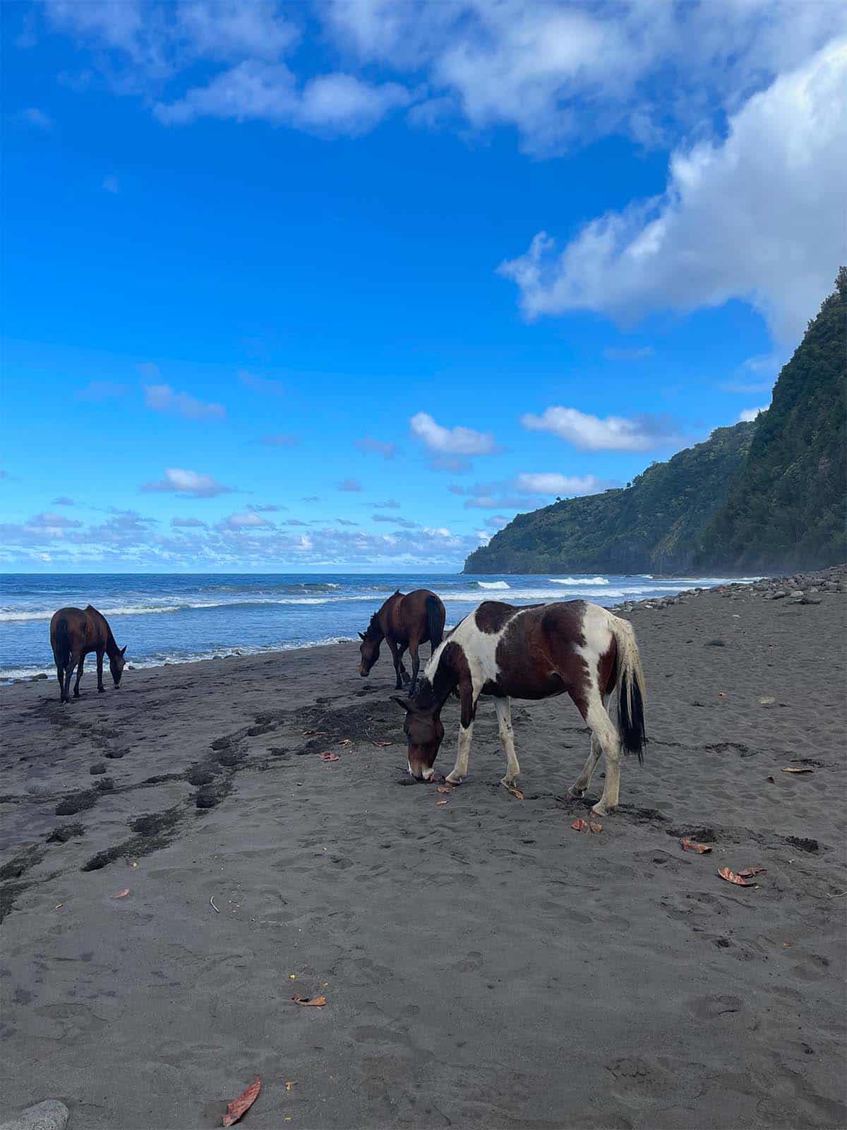 Three horses on the black sand beach.