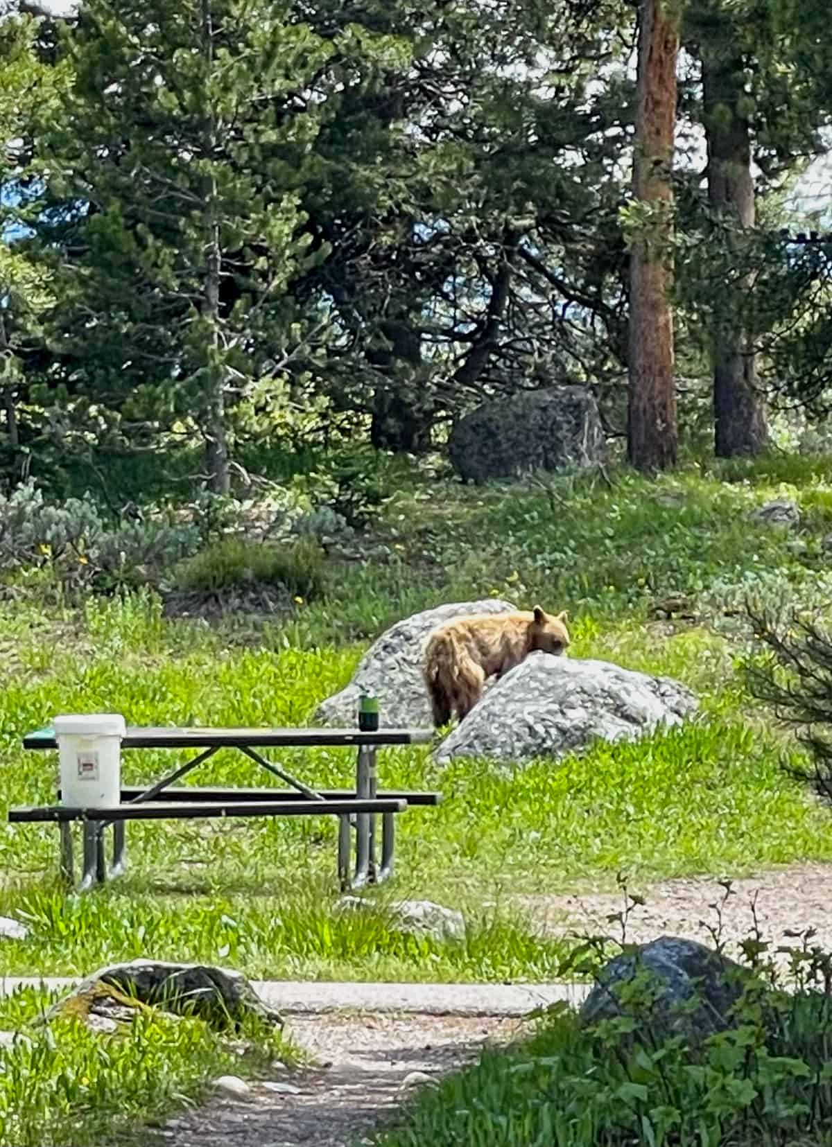 A bear on some rocks by Jenny Lake.