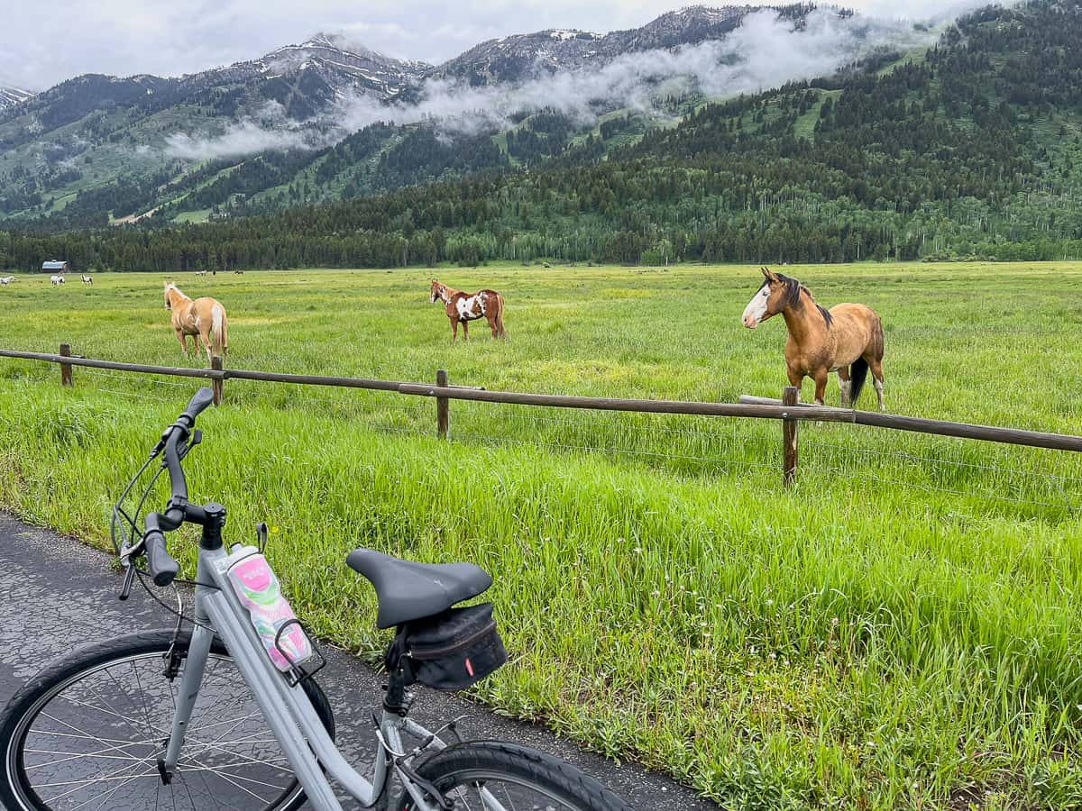 The horses on our bike ride.