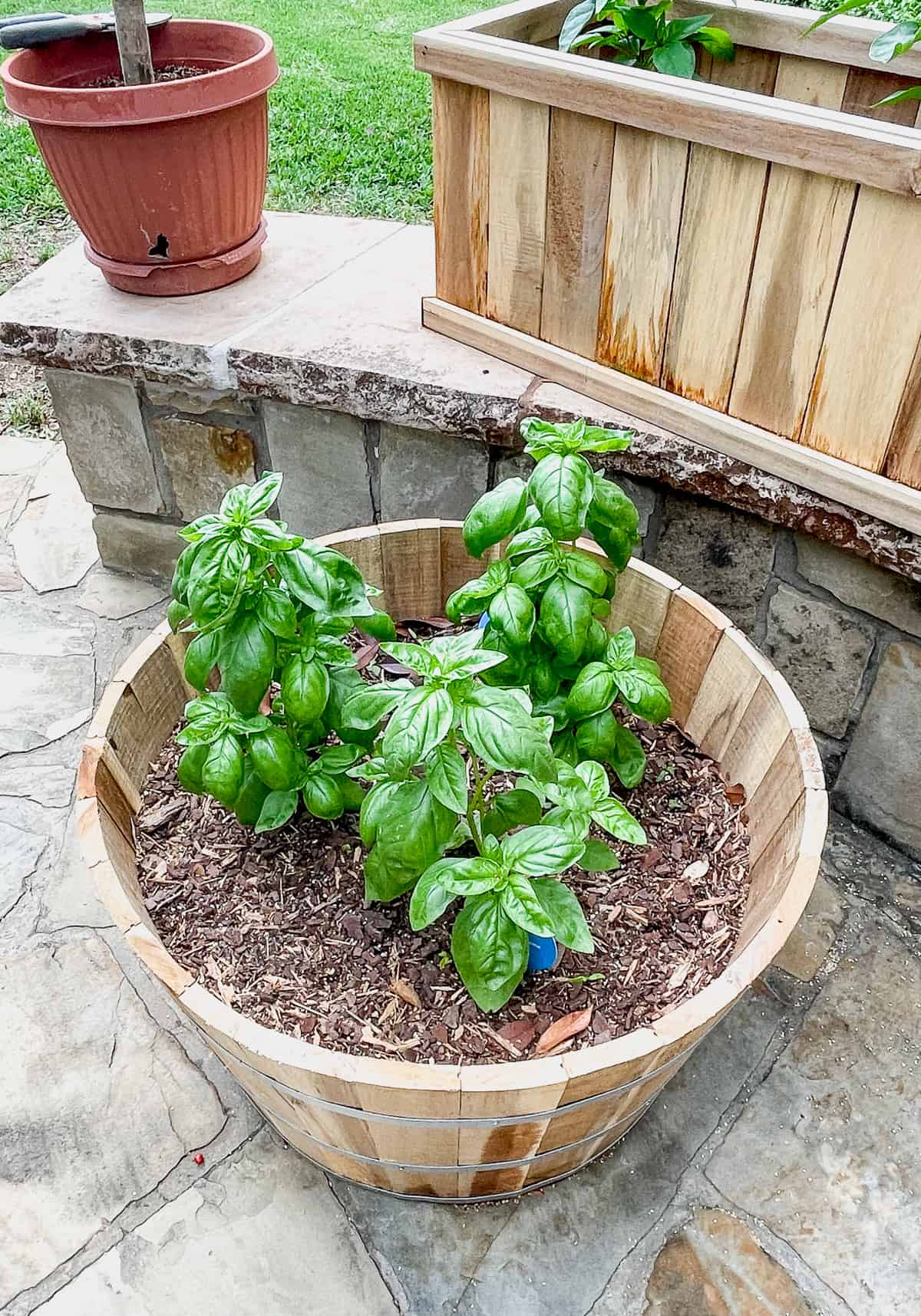 Three small basil plants in a pot.