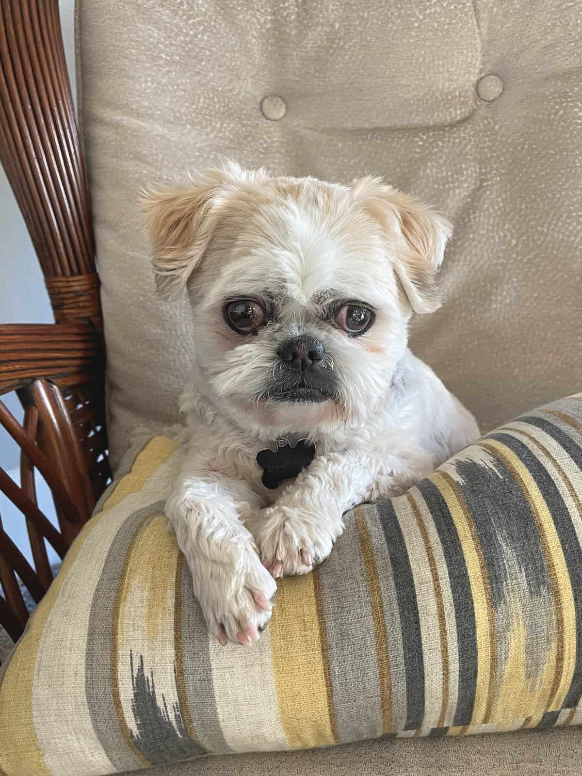 Theo on a pillow after a bad haircut.