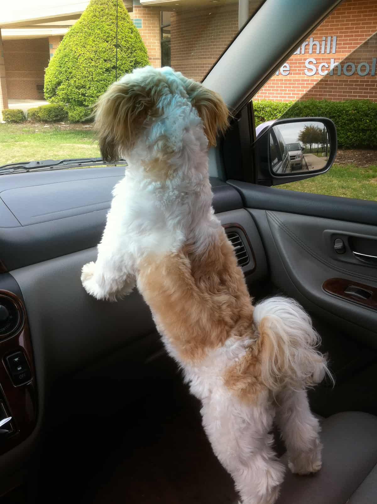 Theo standing up on the seat in minivan outside school.