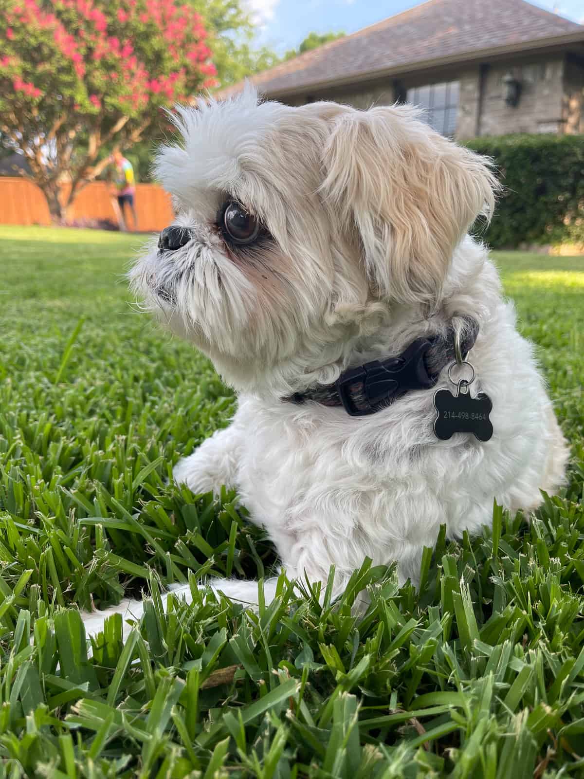 Theo side eyeing me in the front yard.