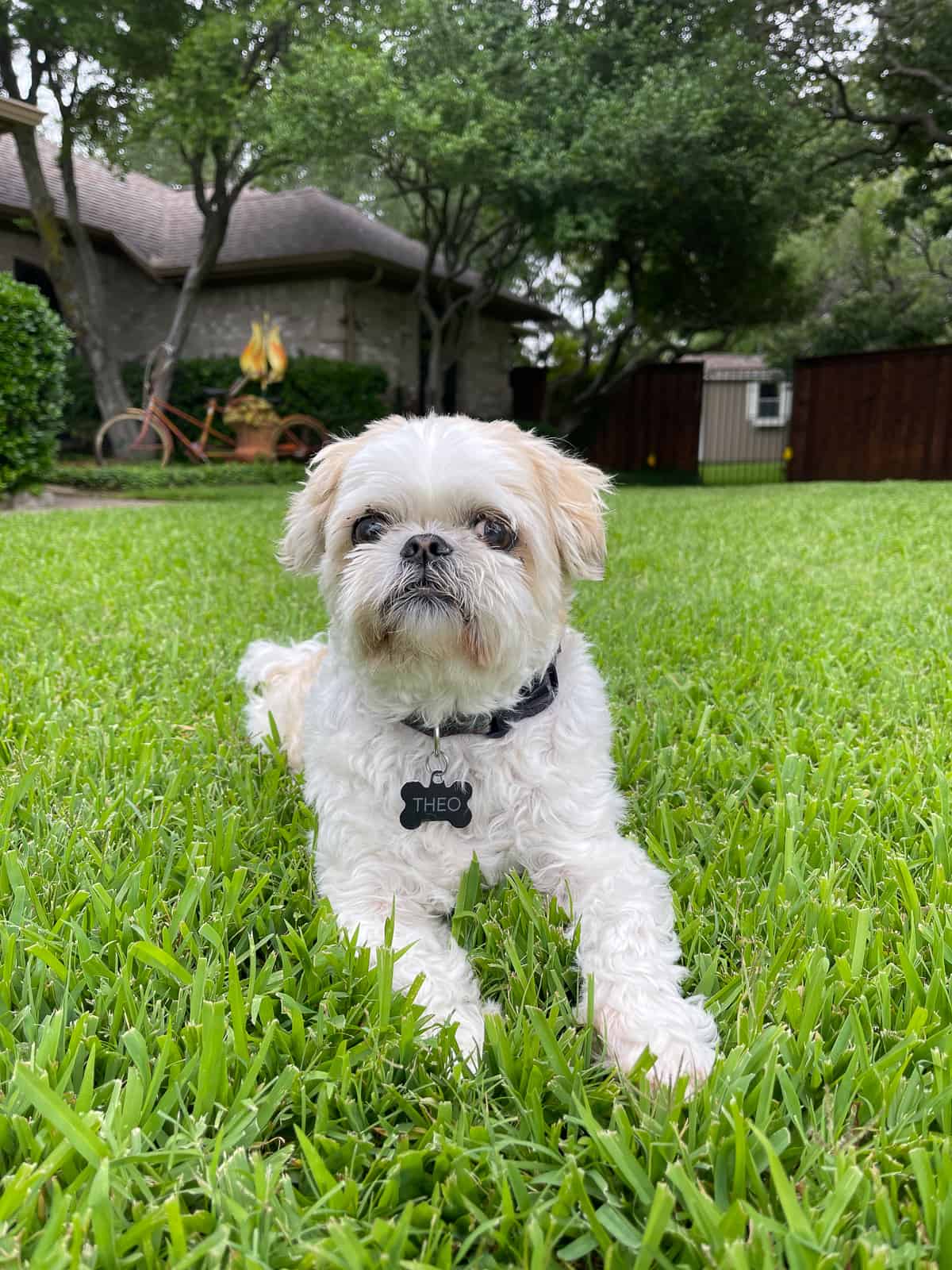 Theo laying on the grass in the front yard.