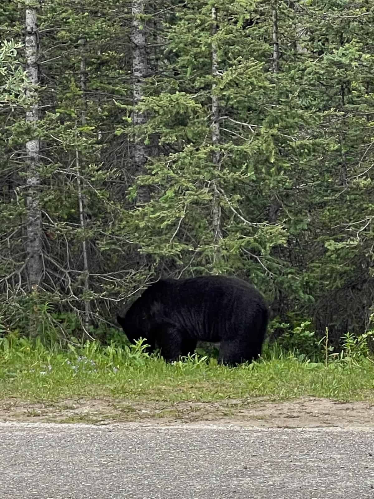 A black bear alongside the road.