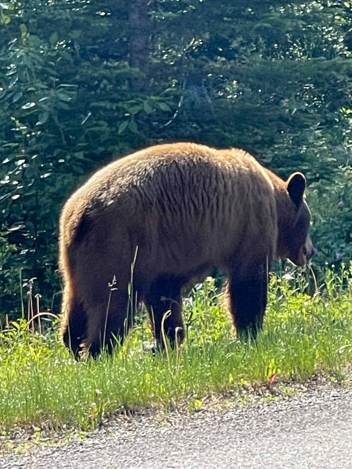 A grizzly bear beside the road.