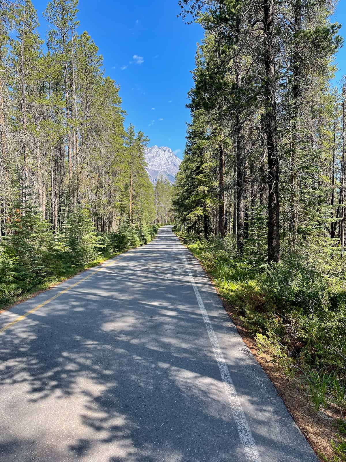A long tree-lined road in the Banff area.