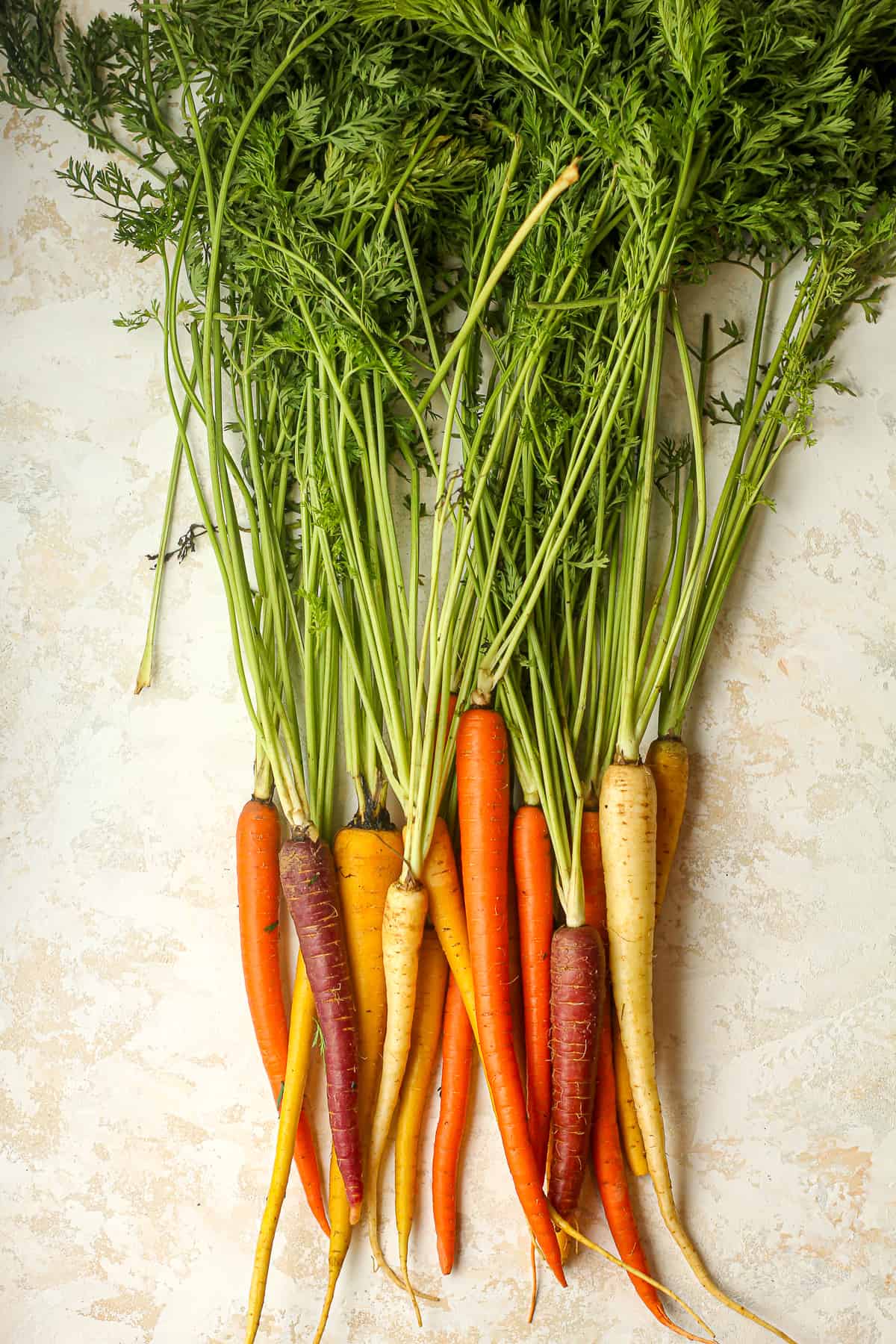 Some raw carrots with the bushy green leaves attached.