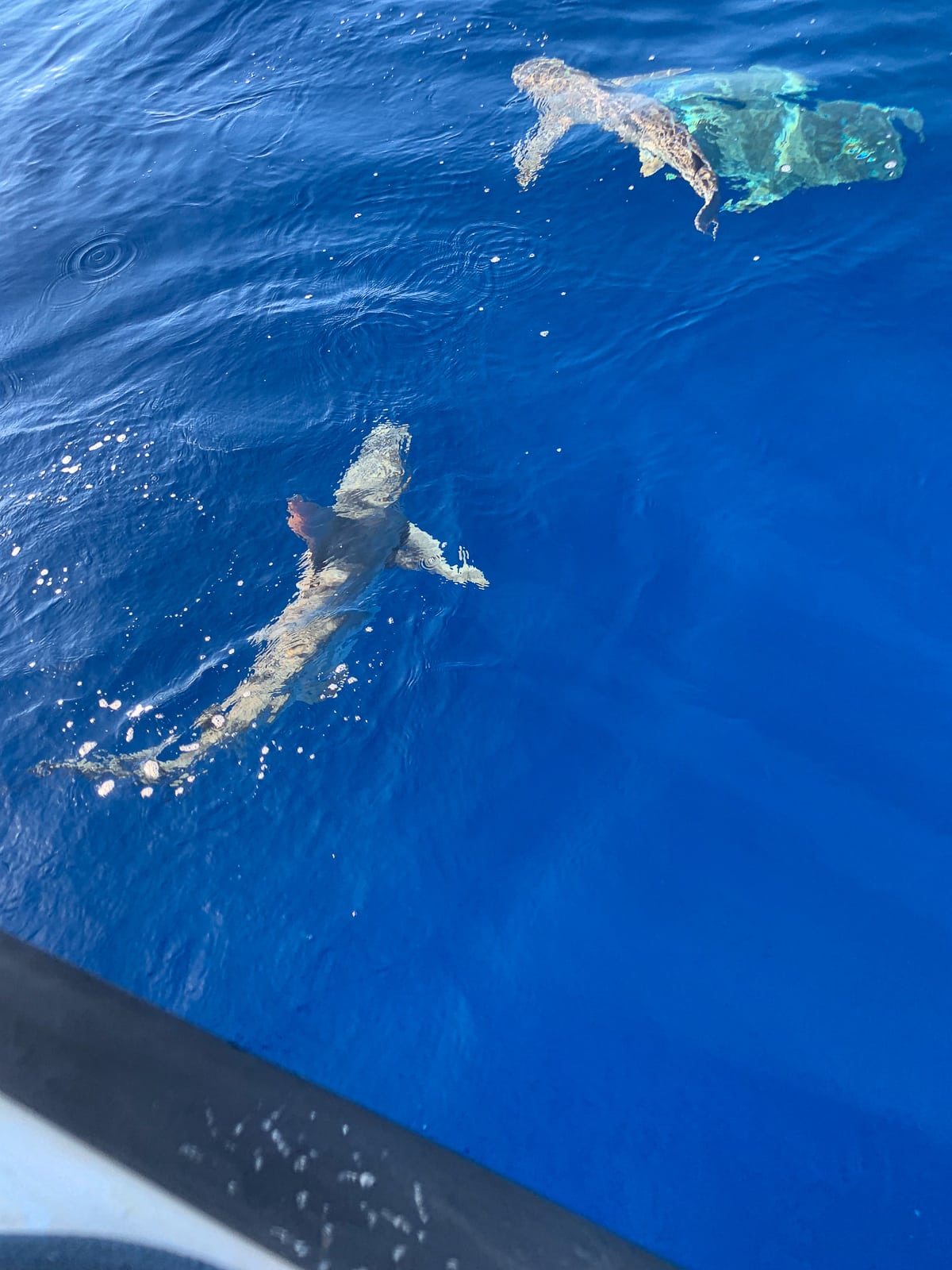 The sharks outside of our boat.