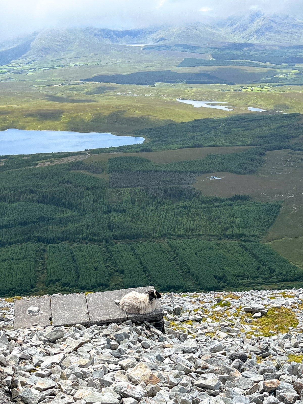 A view of a sheep on a cliff outside of Croagh Patrick.