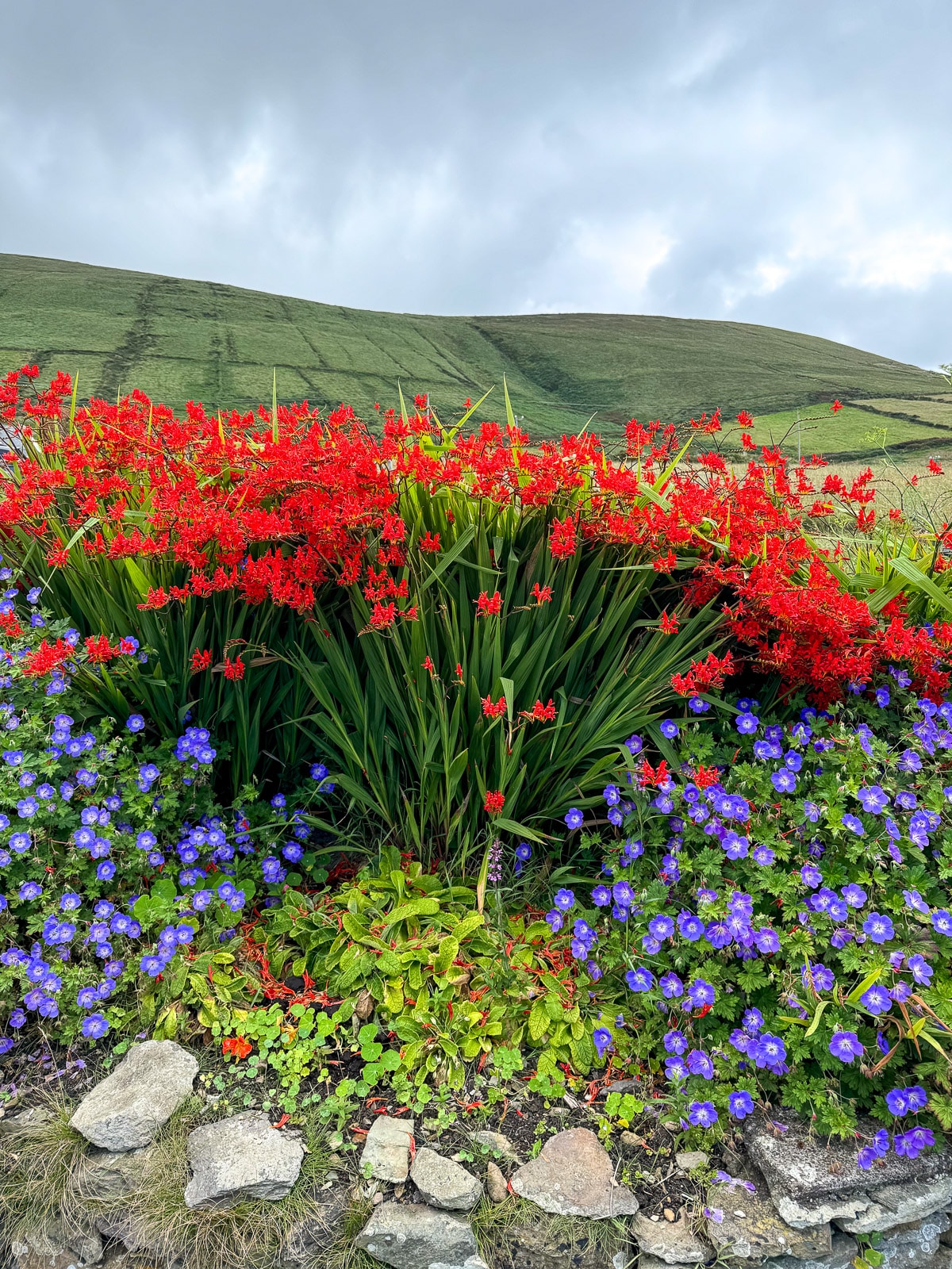 A view of some flowers with the green countryside in the background.