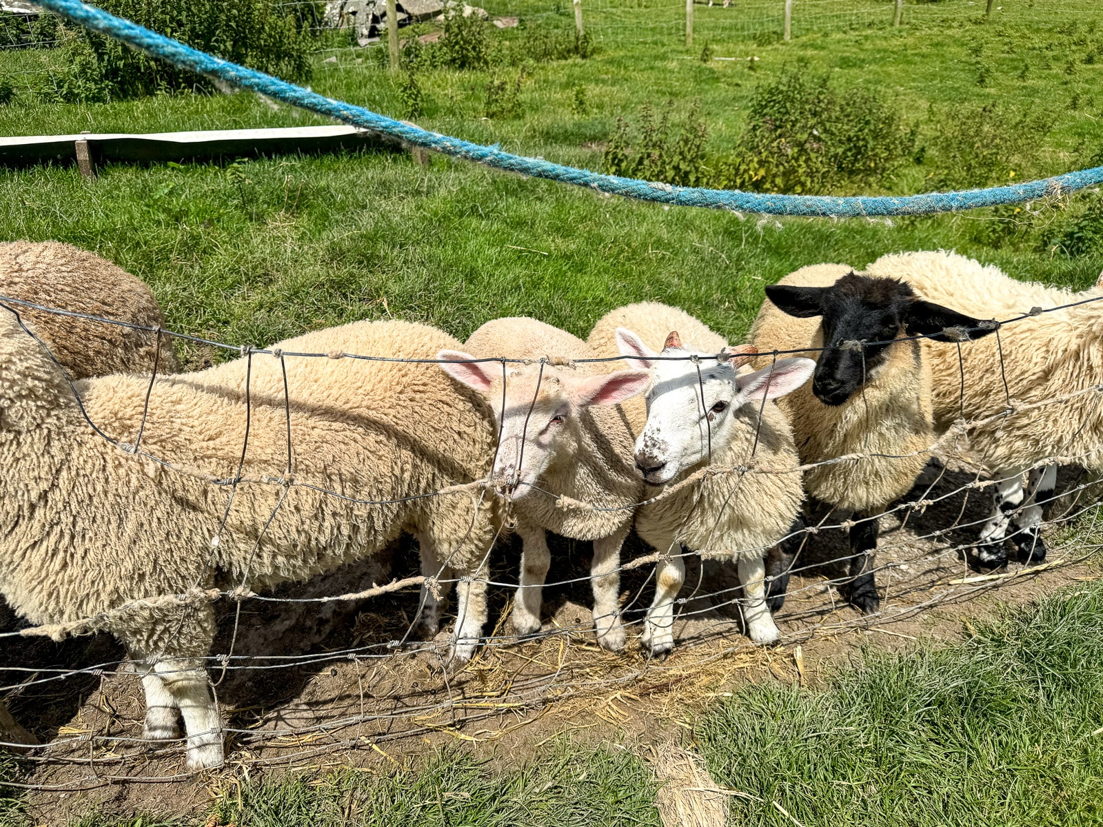 A row of baby lamb along the coast in Dingle.