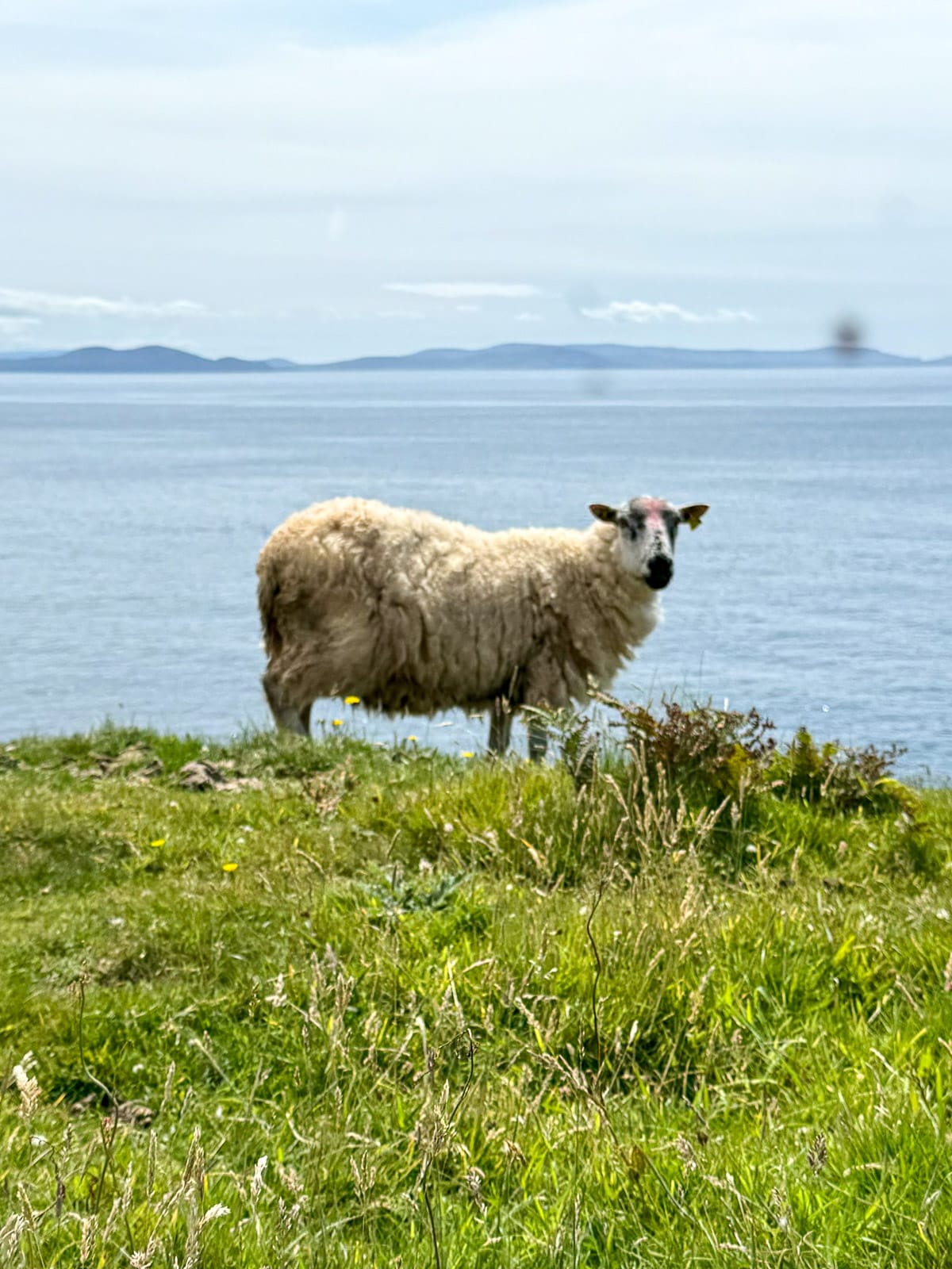 A sheep on a cliff in Ireland.