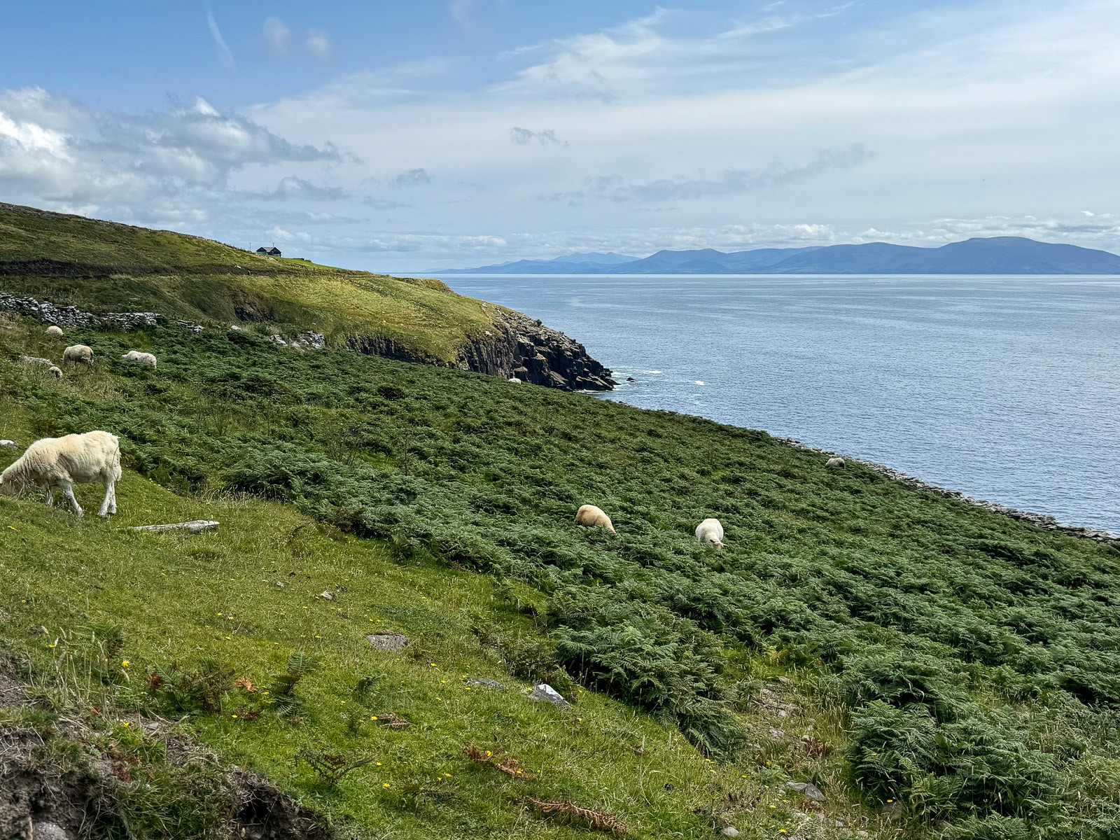 A bunch of sheep in a pasture along Slea Head Road.