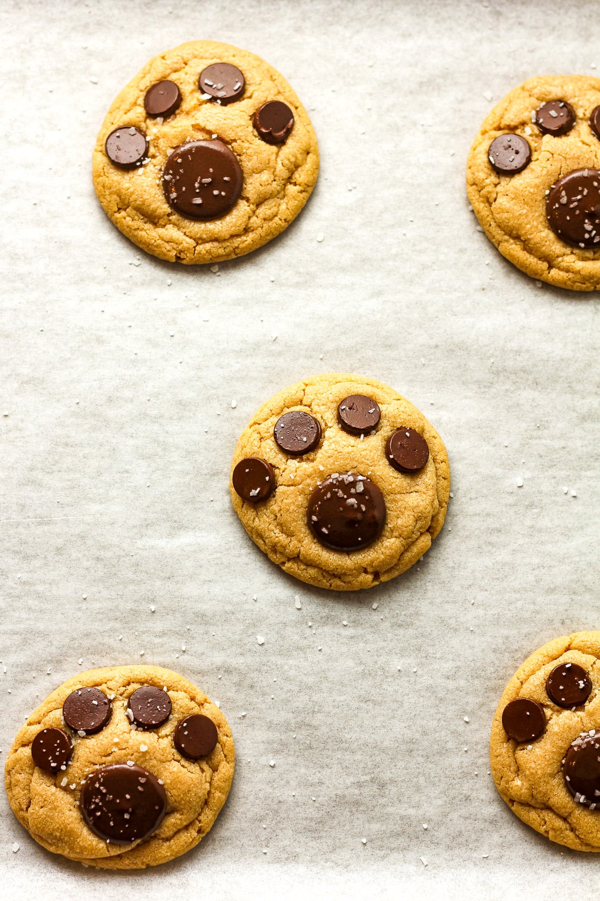 The just baked paw print cookies on a pan with white parchment paper.