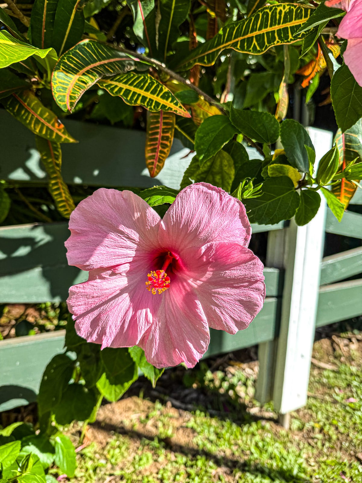 A pink hibiscus bloom.