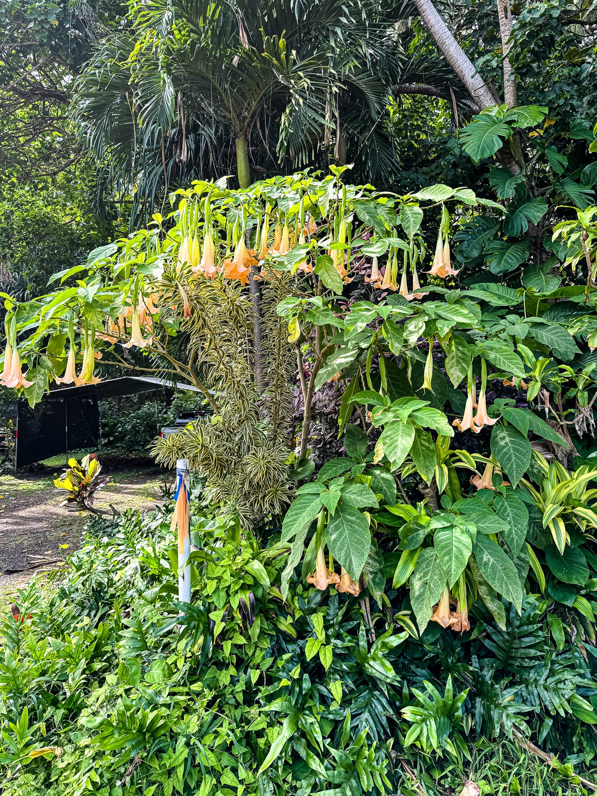 A Hawaiian plant with blooms that hang downward - Angel's Trumpet.