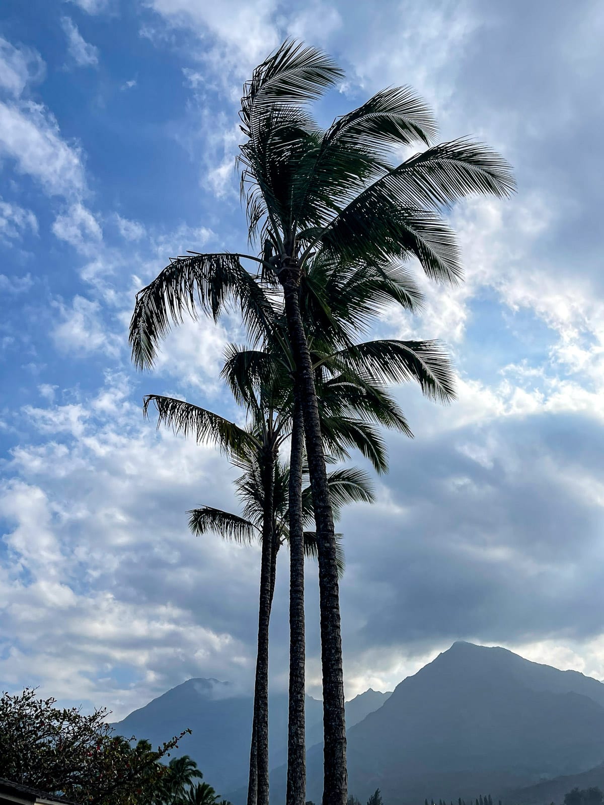 View of palm trees with mountains in the background.