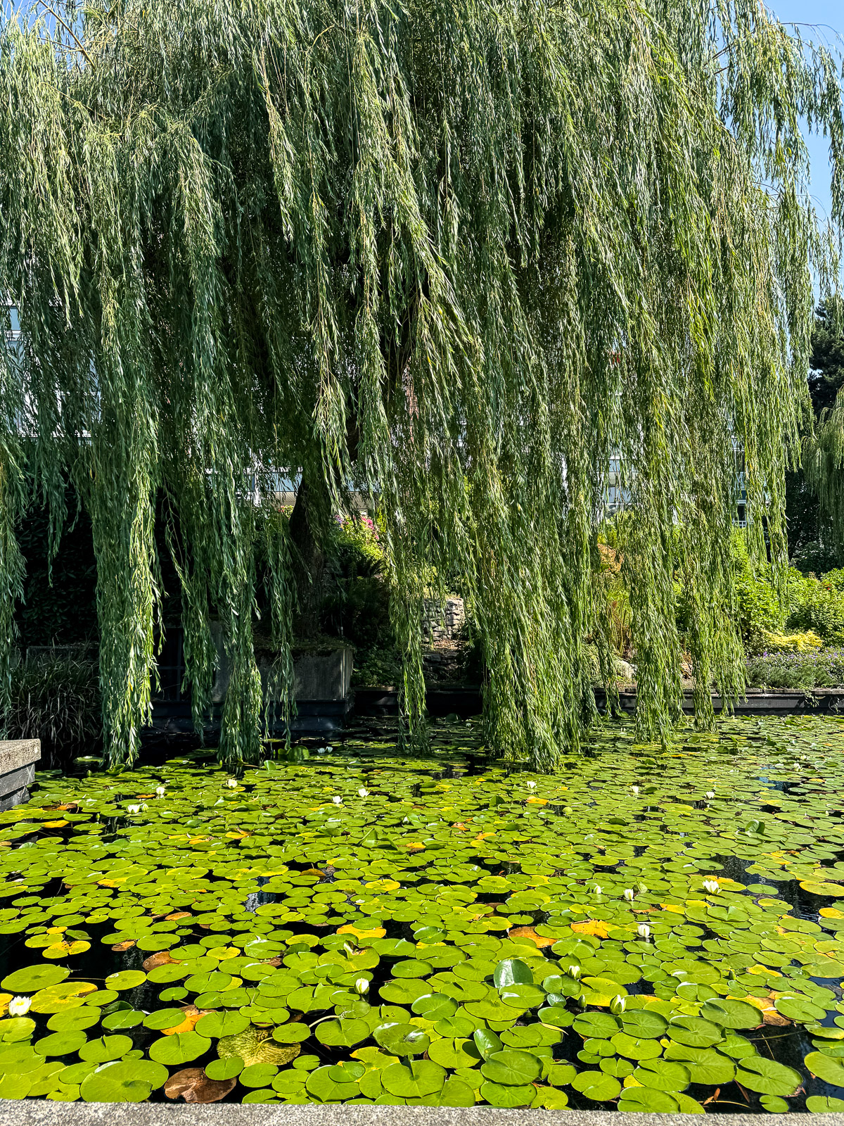 A weeping willow tree above some watery lillies