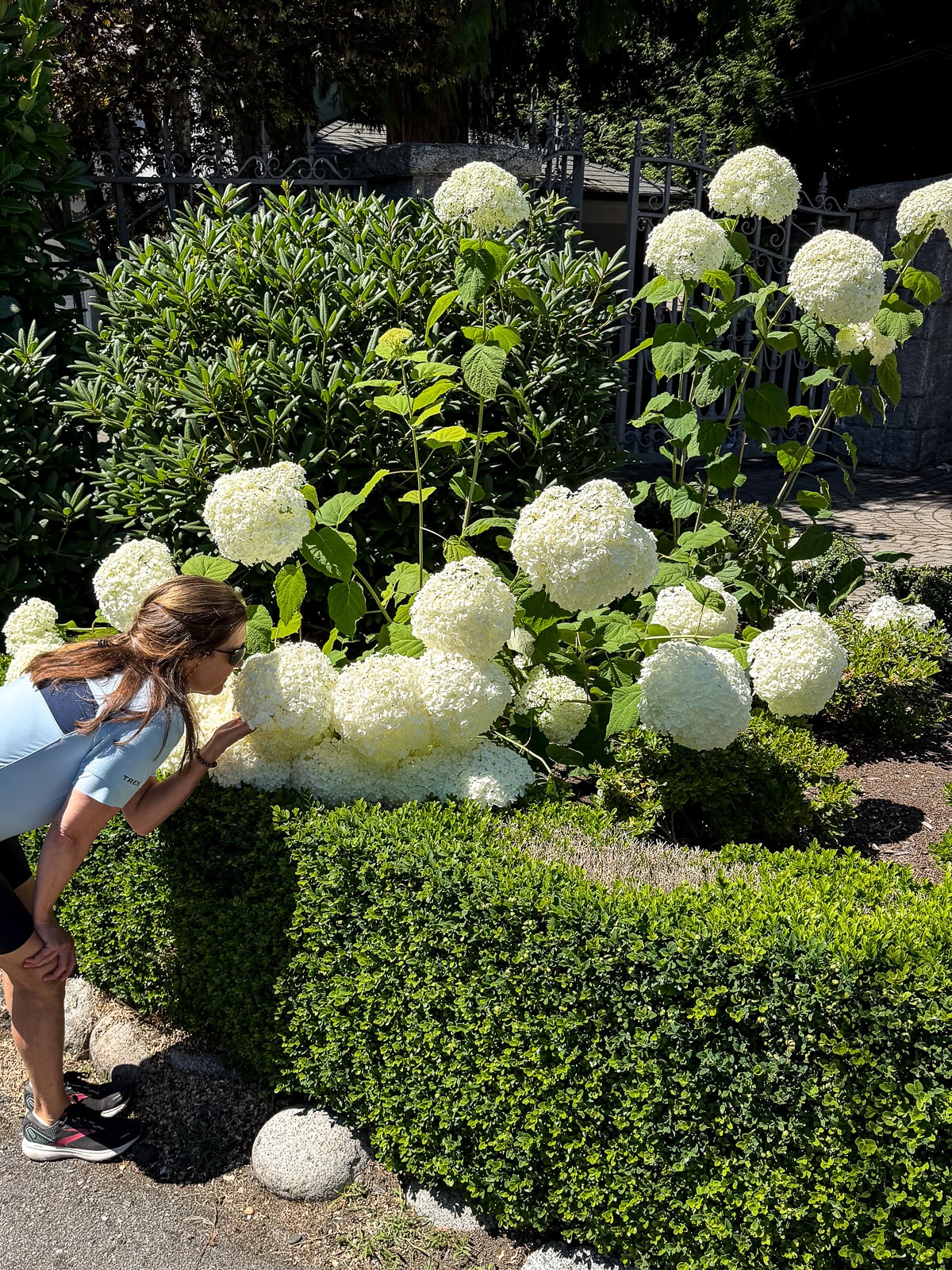 Sue smelling some white hydrangeas.