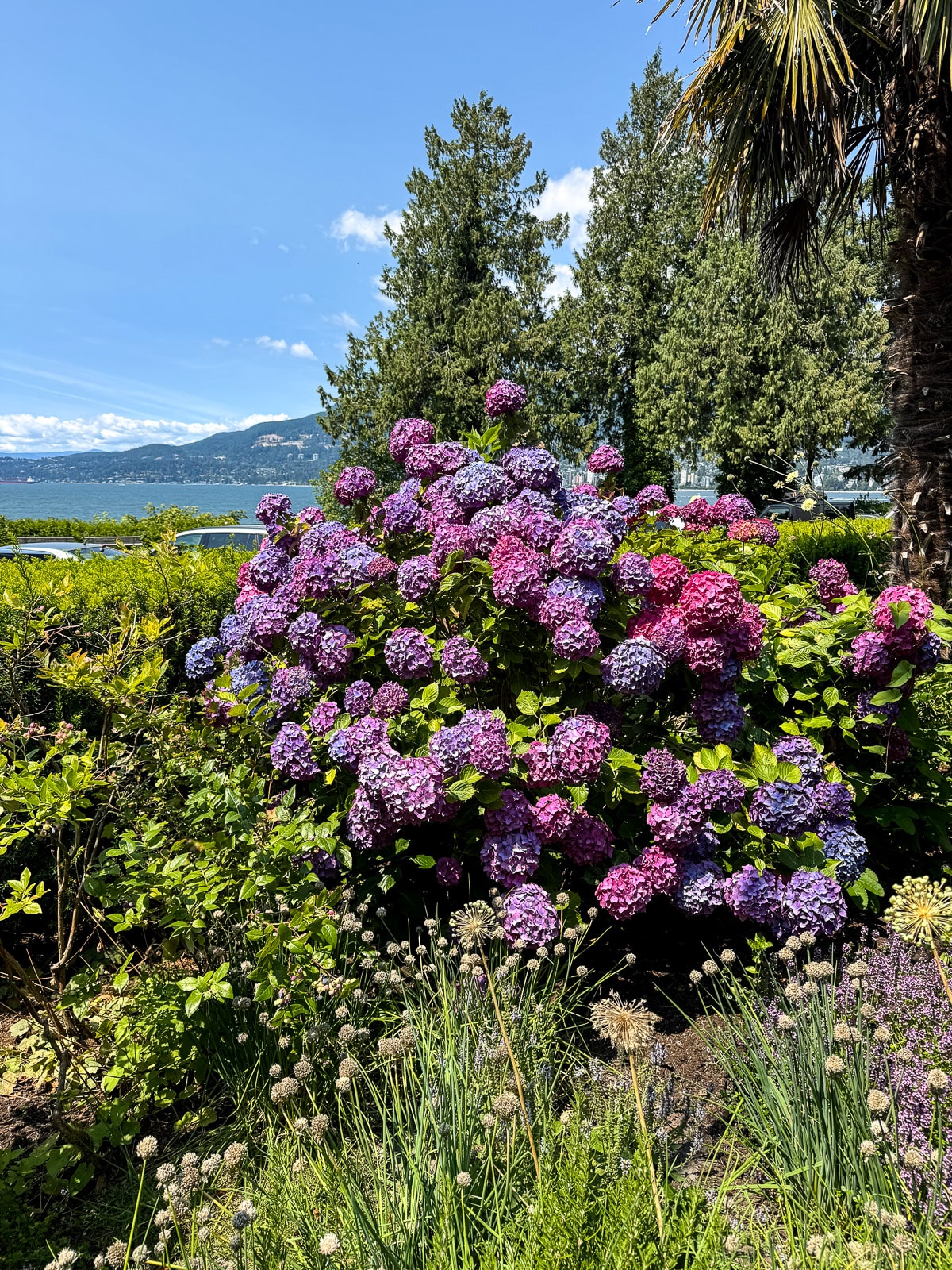A view of the beautiful hydrangeas.
