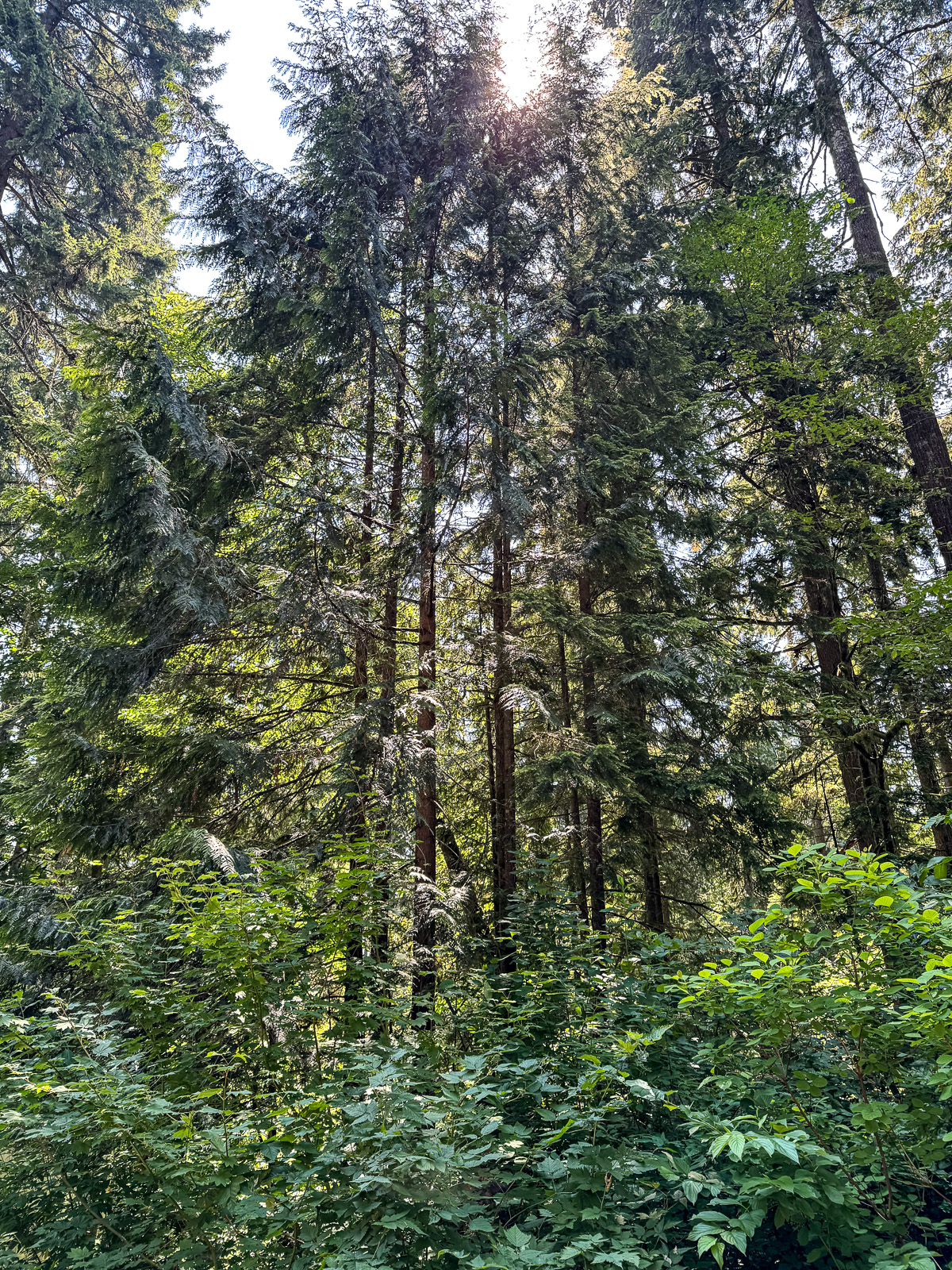 View of the trees in Vancouver.
