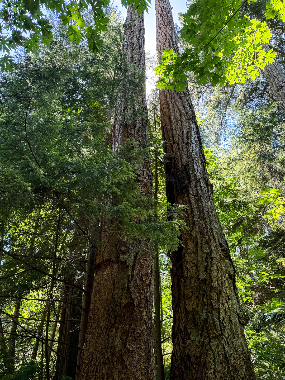 View of the tall trees in North Vancouver.
