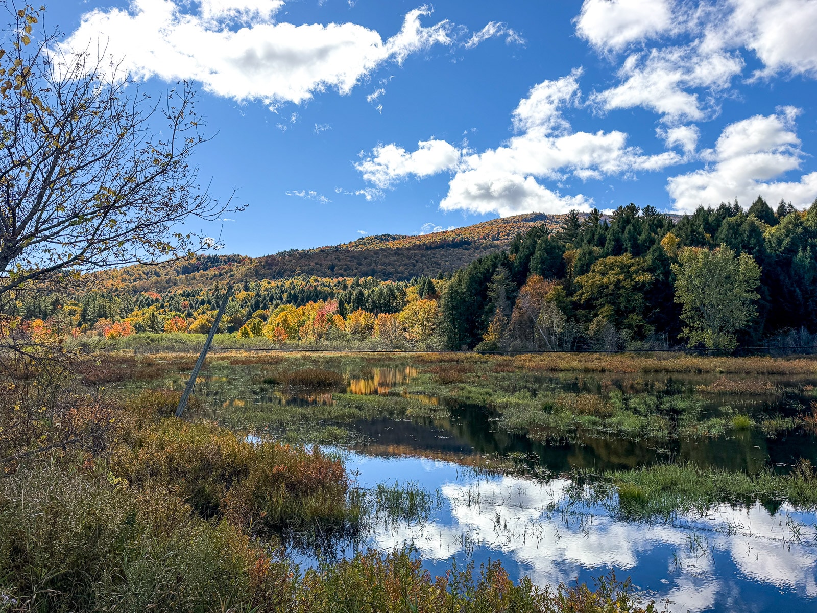 Another view of a lake with foliage.