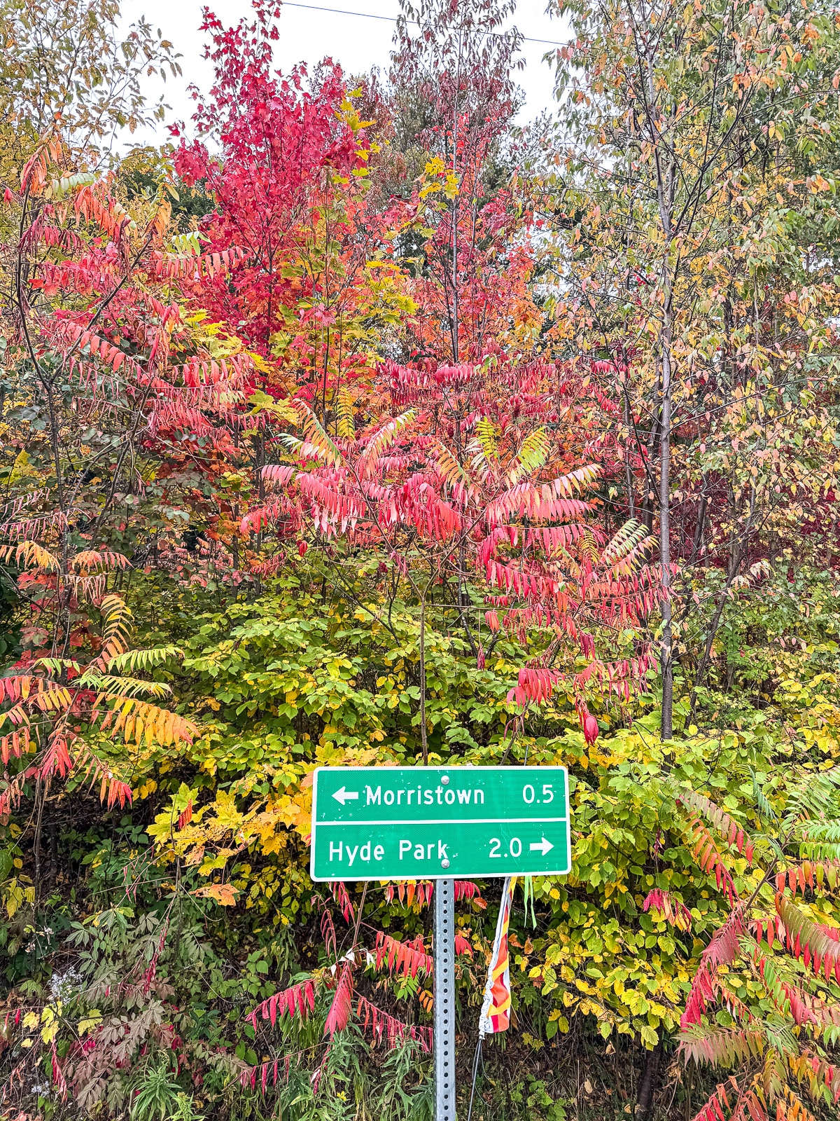 A photo of the sign along the trail with beautiful trees in background.