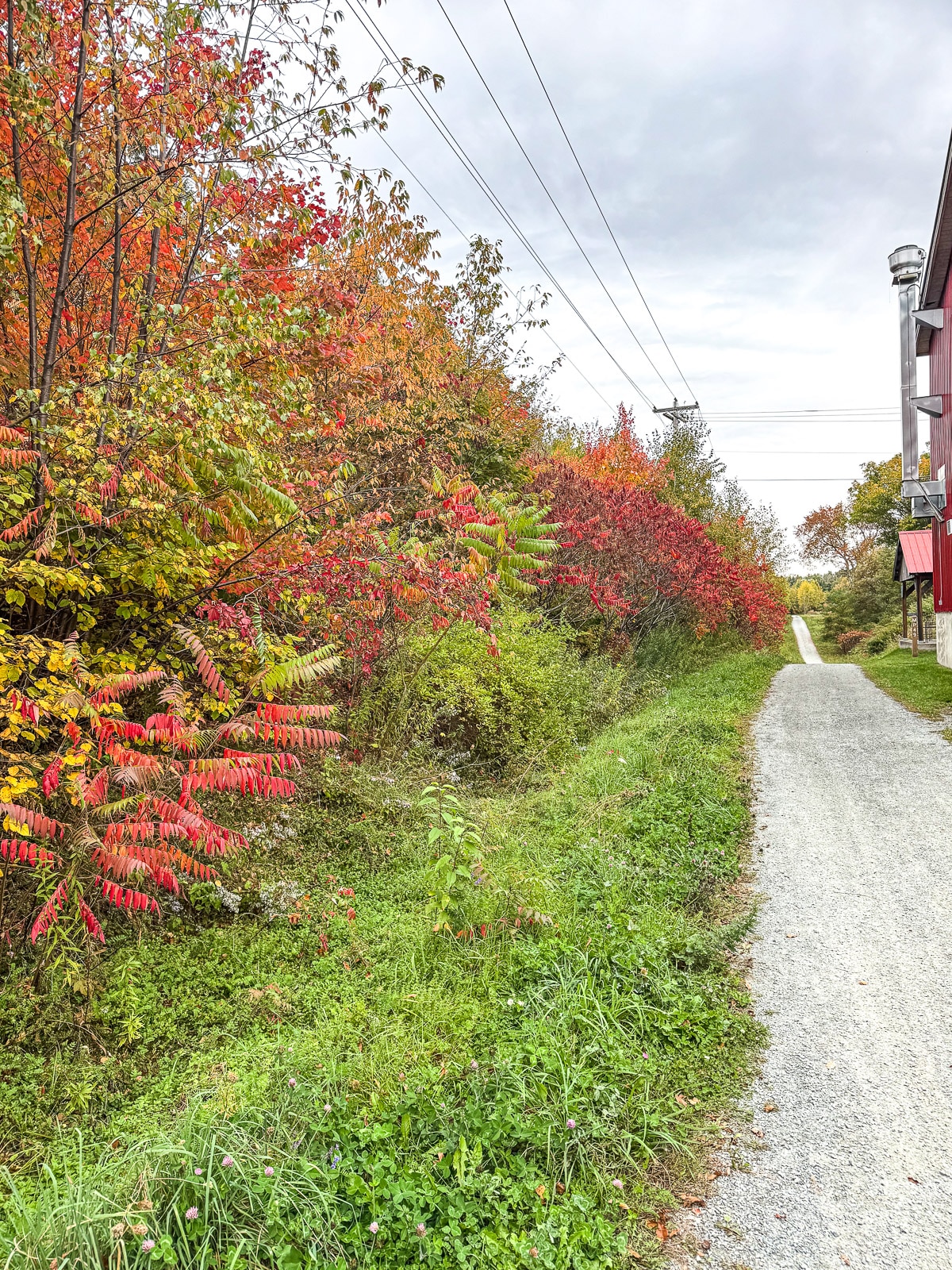 A view of the beautiful foliage along the trail.