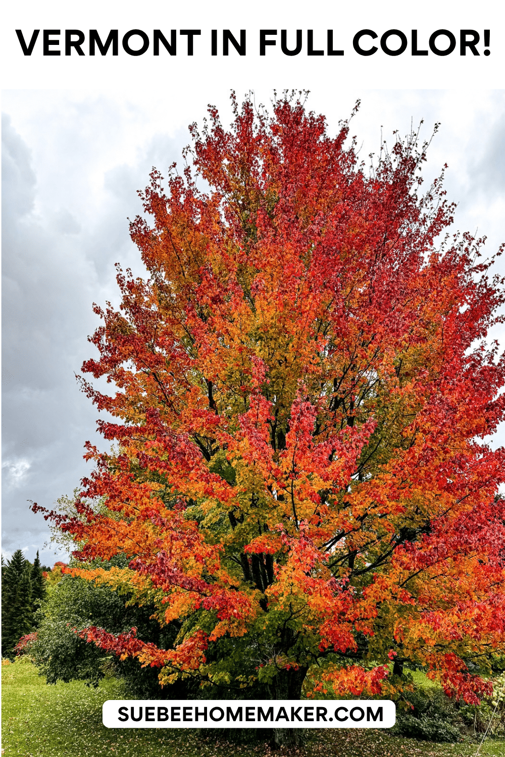 A large colorful tree that is changing color from the outside in.