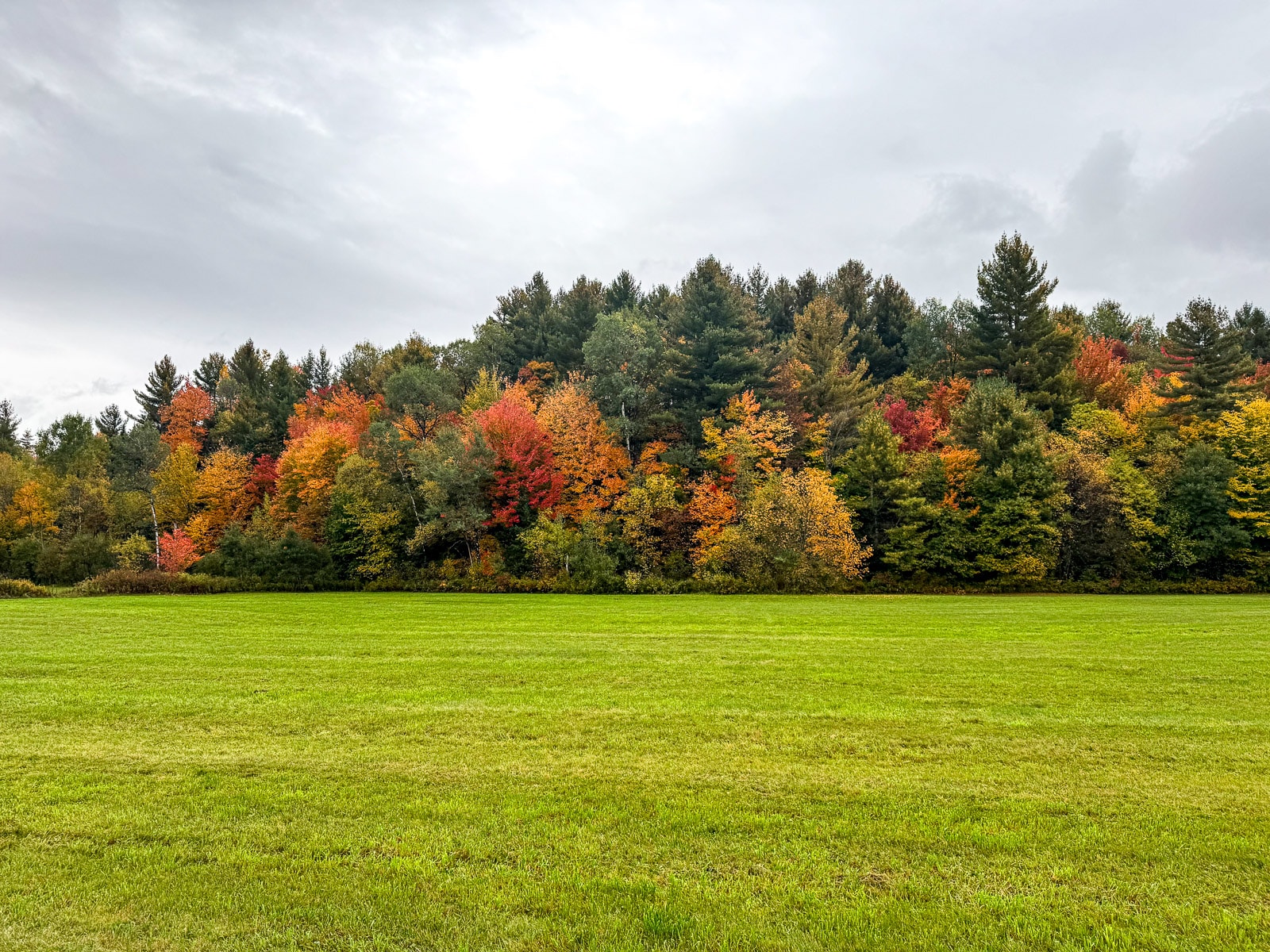 View of gorgeous foliage in back of grassy area.