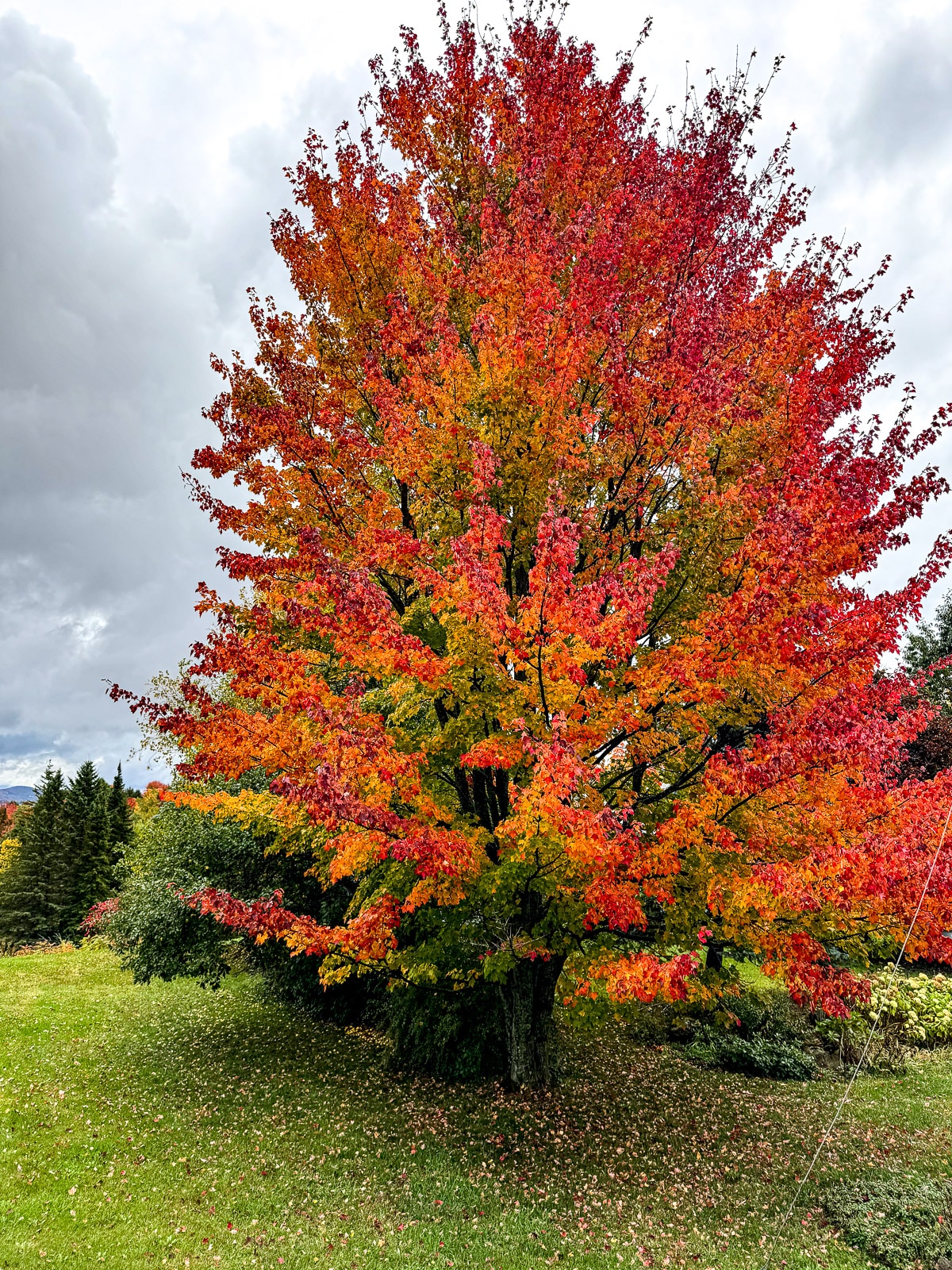 A beautiful tree with green in the insides and color on the outsides.