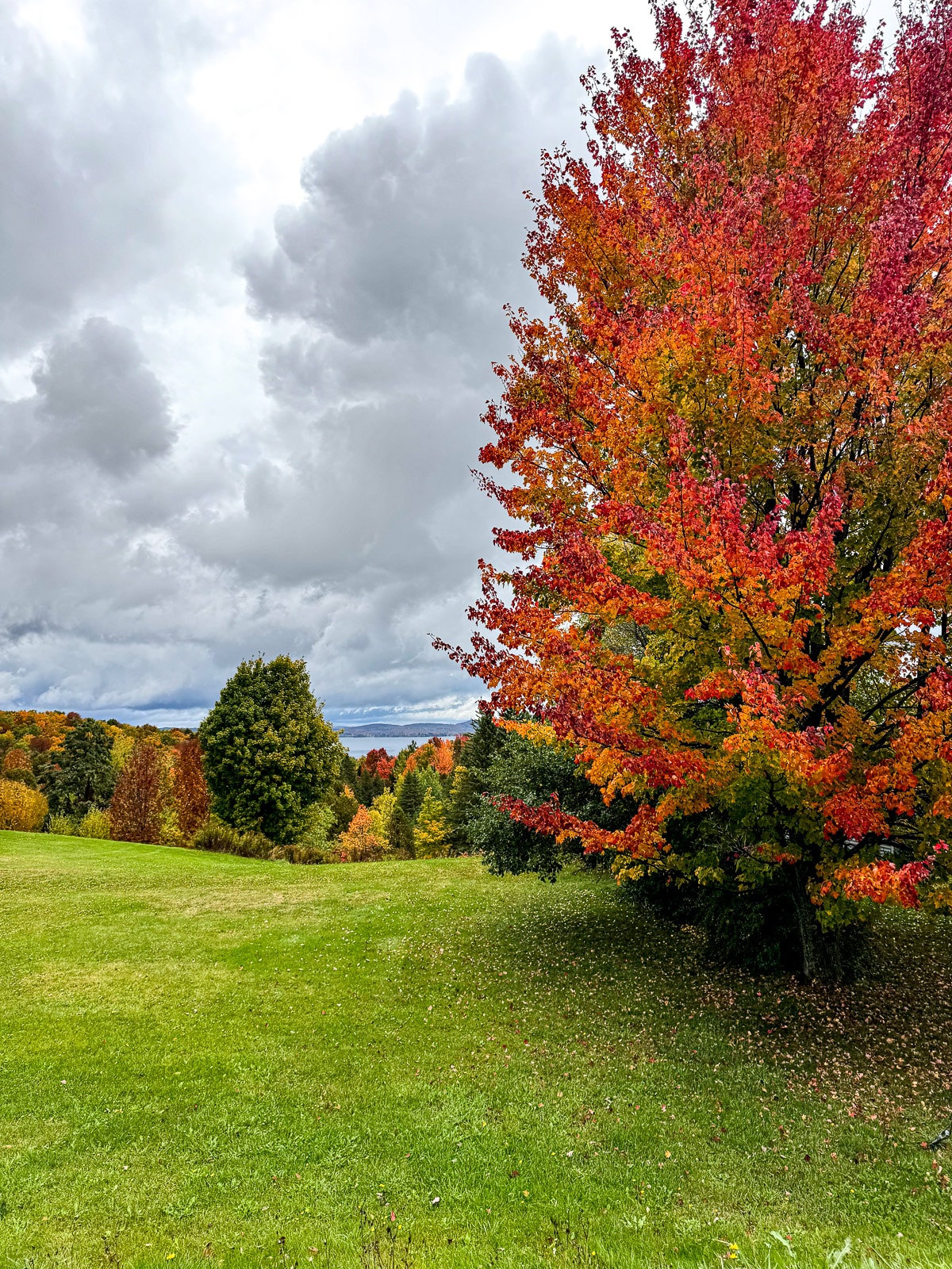 A gorgeous colorful tree with more in the background beside lake.
