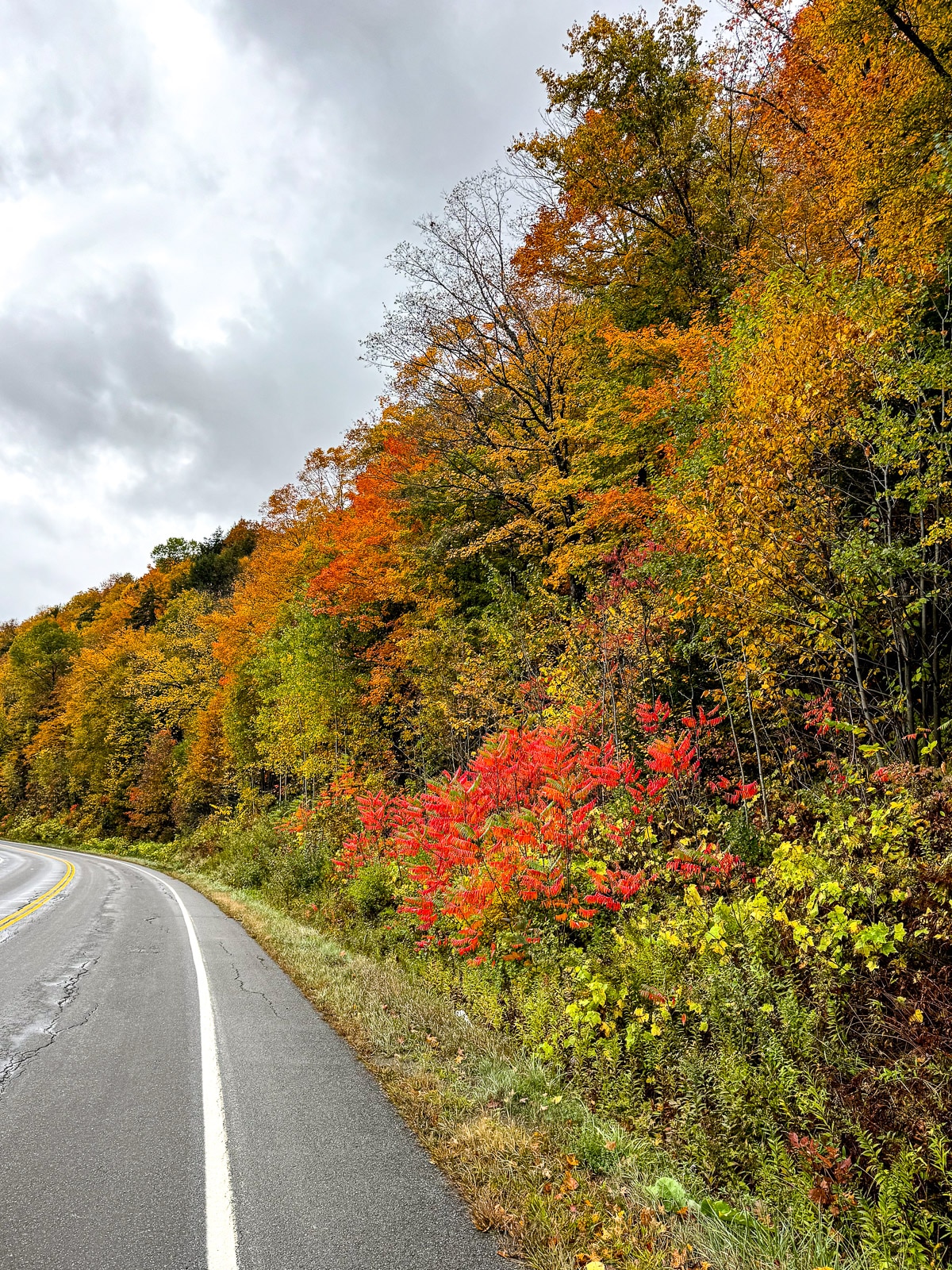 Foliage along the road.